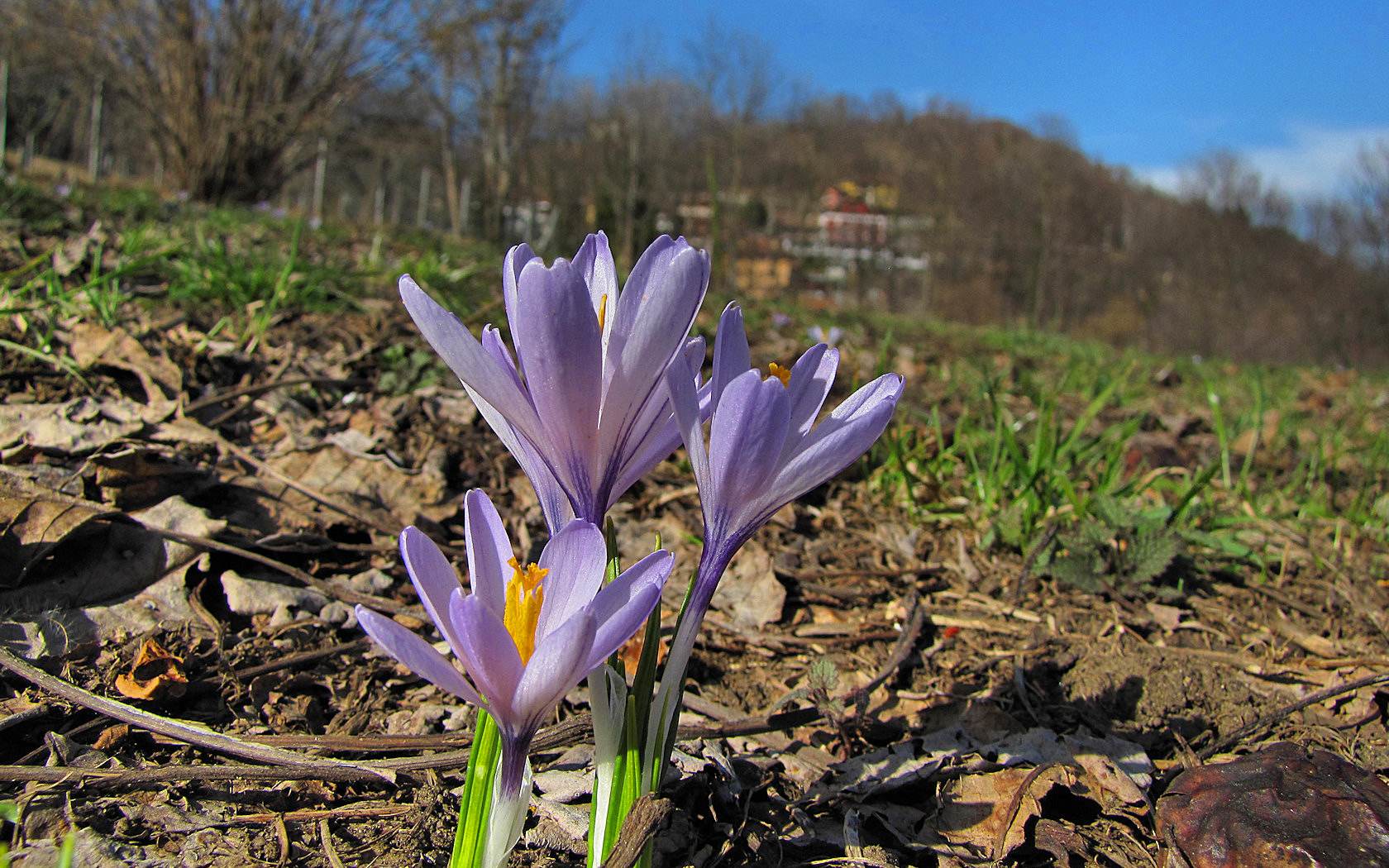 Fiori ambientati